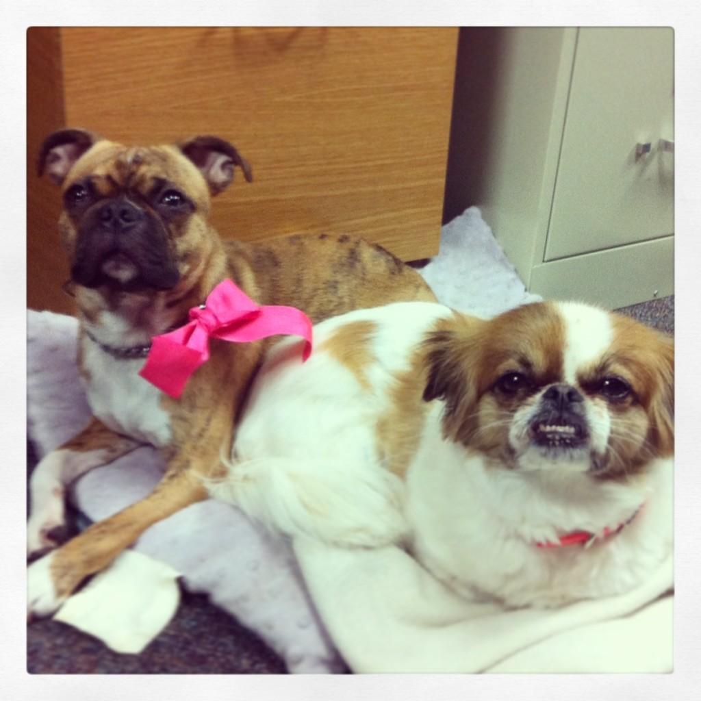 Rolly and Lola (Mr. Da Silva and Ms. Gins dogs) spend a lot of time cuddling in room 225