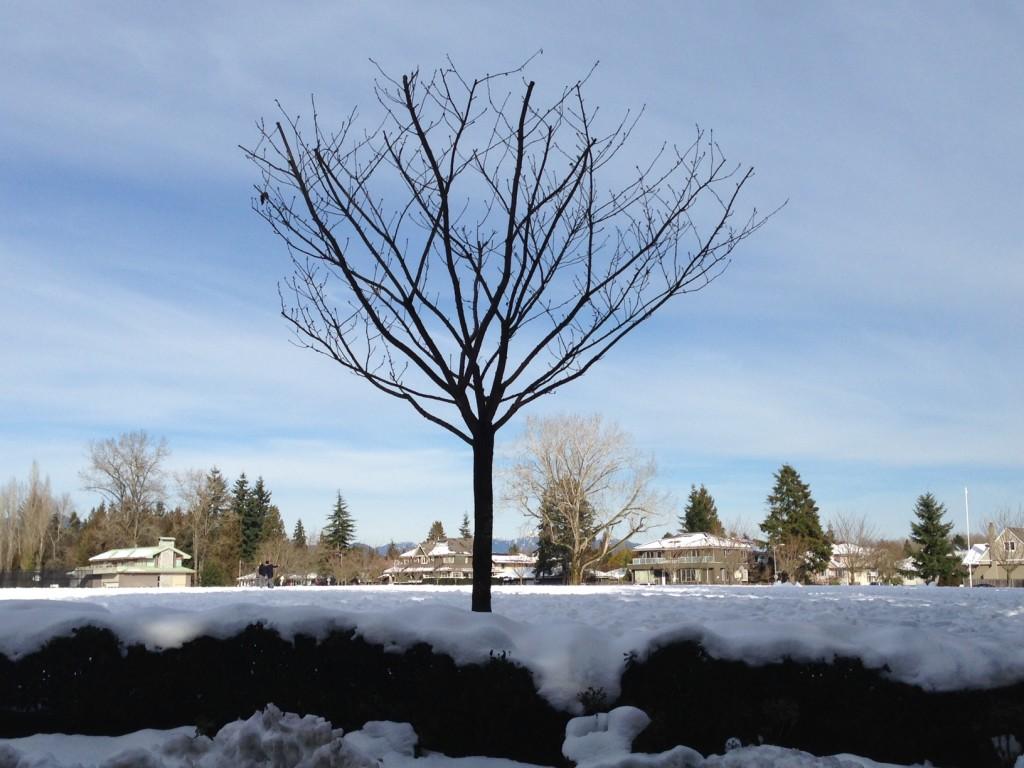 A bare tree survives Mondays wintry weather