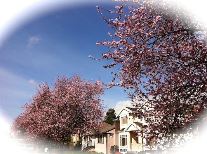 It’s starting to look a lot like spring in Vancouver, with cherry blossoms in midst of fabulous weather