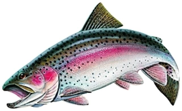 A Rainbow Trout 