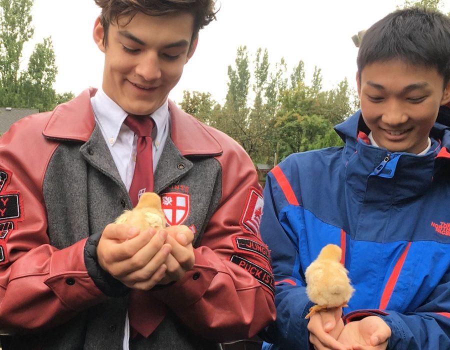 Koshi Hayward (left) and Rio Akiyama (right) are holding chicks during a farm visit.