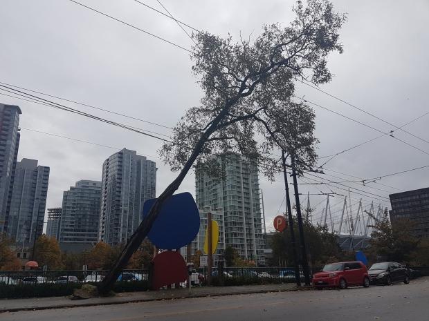 A tree in Downtown Vancouver was uprooted by the storm on Friday. (Anita Bathe, CBC News)