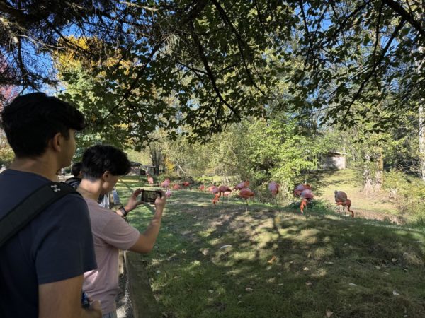 Arnav Modi & Aydan Wang watching flamingos at the zoo